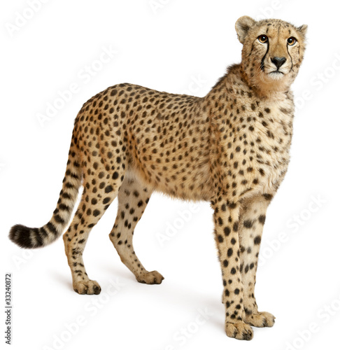 Photo: Cheetah, Acinonyx jubatus, 18 months old, standing Cheetah, Acinonyx jubatus, 18 months old, standing
