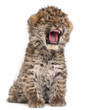 Amur leopard cub yawning, Panthera pardus orientalis