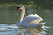 White swan on lake White swan on lake