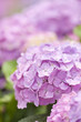 雨上がりのアジサイの花