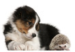 Border Collie puppy, 6 weeks old, playing with a hedgehog Border Collie puppy, 6 weeks old, playing with a hedgehog