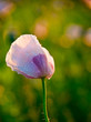 poppy