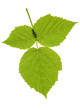leaf blackberry on isolated leaf blackberry on isolated