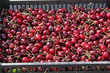 caisse de cerises