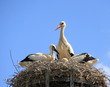 Cigognes Cigognes