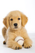 Golden Retriever Puppy with a baseball