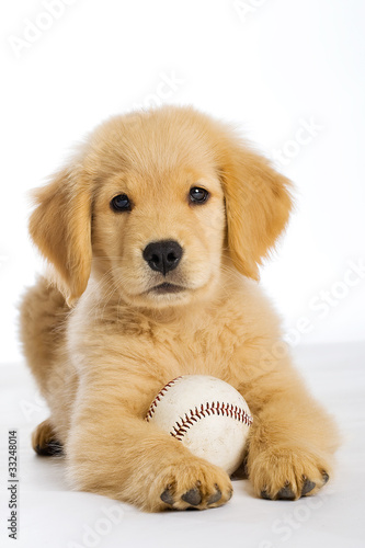 Foto: Golden Retriever Puppy with a baseball Golden Retriever Puppy with a baseball