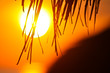 Red Sunset
