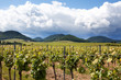 Weinberge in Rheinland Pfalz