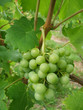 Weißweinrebe