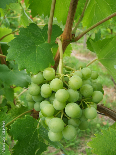 Photo: Weißweinrebe Weißweinrebe