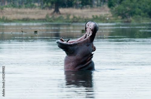 Photo: Hippo Hippo