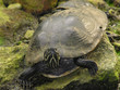 Foto: schnappschildkröte schnappschildkröte