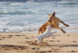 Dogs playing at the beach Dogs playing at the beach