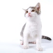 Sitzende Babykatze Luana schaut nach oben V/ LS