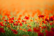 Photo: Roter Mohn Roter Mohn