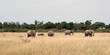 Elefants in Africa Elefants in Africa