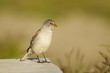 White-winged Snowfinch, or Snowfinch, Montifringilla nivalis