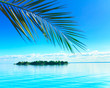 Sunshine Island Palm Sunshine Island Palm