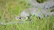 Ringelnatter (Natrix natrix)