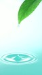 若葉から水滴