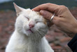 Photo: Petting a cat Petting a cat