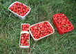 Erdbeeren