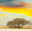 Antelope