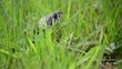 Ringelnatter (Natrix natrix)