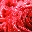 red rose