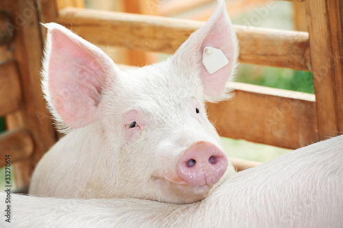 Photo: young pig in shed young pig in shed