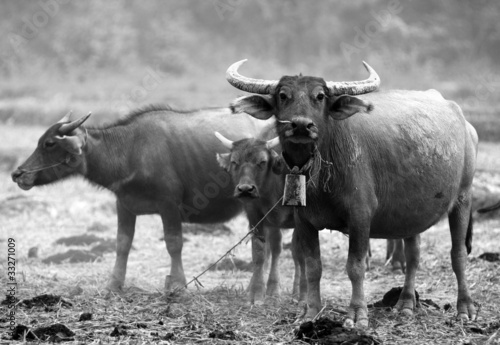 Group Of Buffaloes