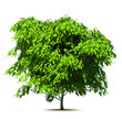 Green tree. Vector Green tree. Vector