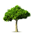 Green tree. Vector Green tree. Vector