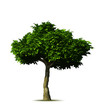 Green tree. Vector Green tree. Vector