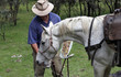 man and horse