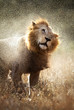 Lion shaking off water