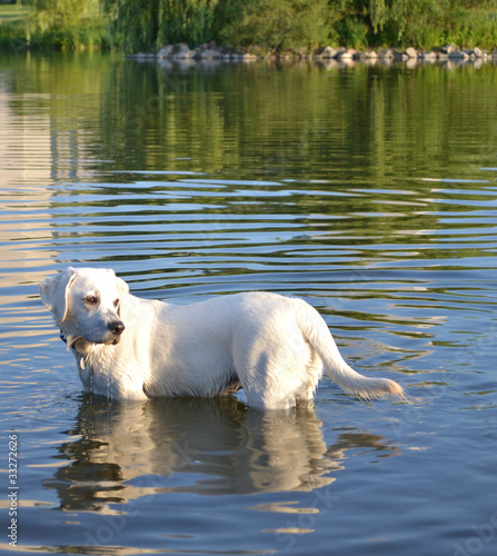 Photo: Swimming dog Swimming dog