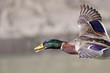 Wild duck flight
