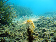 ����: Mediterranean sea worm � vilainecrevette #33275258