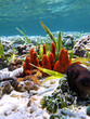 ����: Sponge and sand � vilainecrevette #33275265