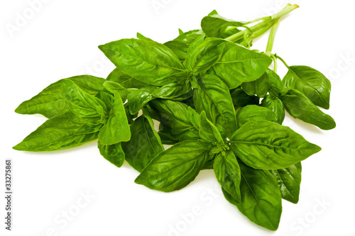 Photo: Basil (Ocimum basilicum) Basil (Ocimum basilicum)