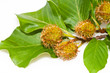 Beech brunch