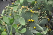 Kaktus mit Blüten auf Lanzarote