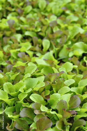 Photo: Salade Salade