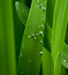 Photo: grass in dew grass in dew