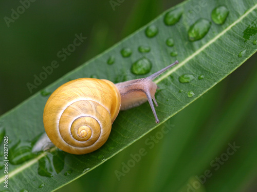Foto: schnecke mit gelbem haus auf einem blatt schnecke mit gelbem haus auf einem blatt
