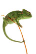 Baby chameleon isolated on white background