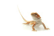 Lizard Bearded Dragon aka Sandfire, focused on eyes