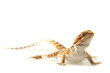 Lizard Bearded Dragon aka Sandfire, focused on eyes